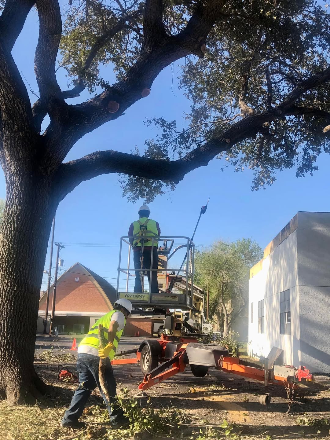 The G-Uprooted Tree Services crew trimming a large oak from an aerial lift while a ground worker clears limbs in Harlingen, TX