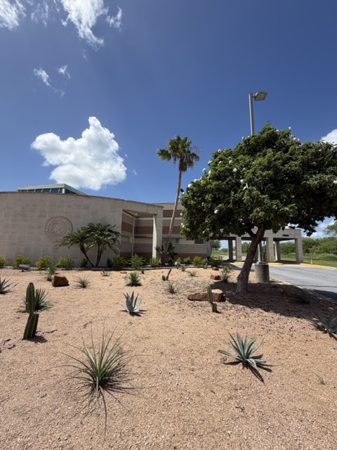 Commercial property tree and palm care by G-Uprooted Tree Services in the Rio Grande Valley — shade trees, palms, and desert landscaping kept clean and safe