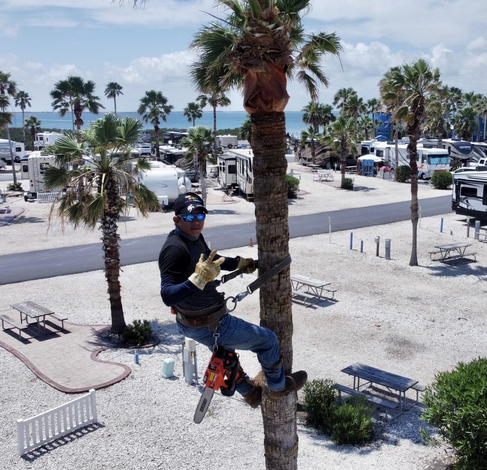 G-Uprooted Tree Services crew member climbing and trimming a palm tree with a chainsaw at an RV park in the Rio Grande Valley