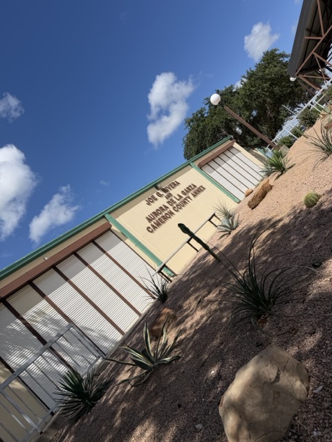 Tree and palm maintenance at a Cameron County commercial building in the Rio Grande Valley by G-Uprooted Tree Services