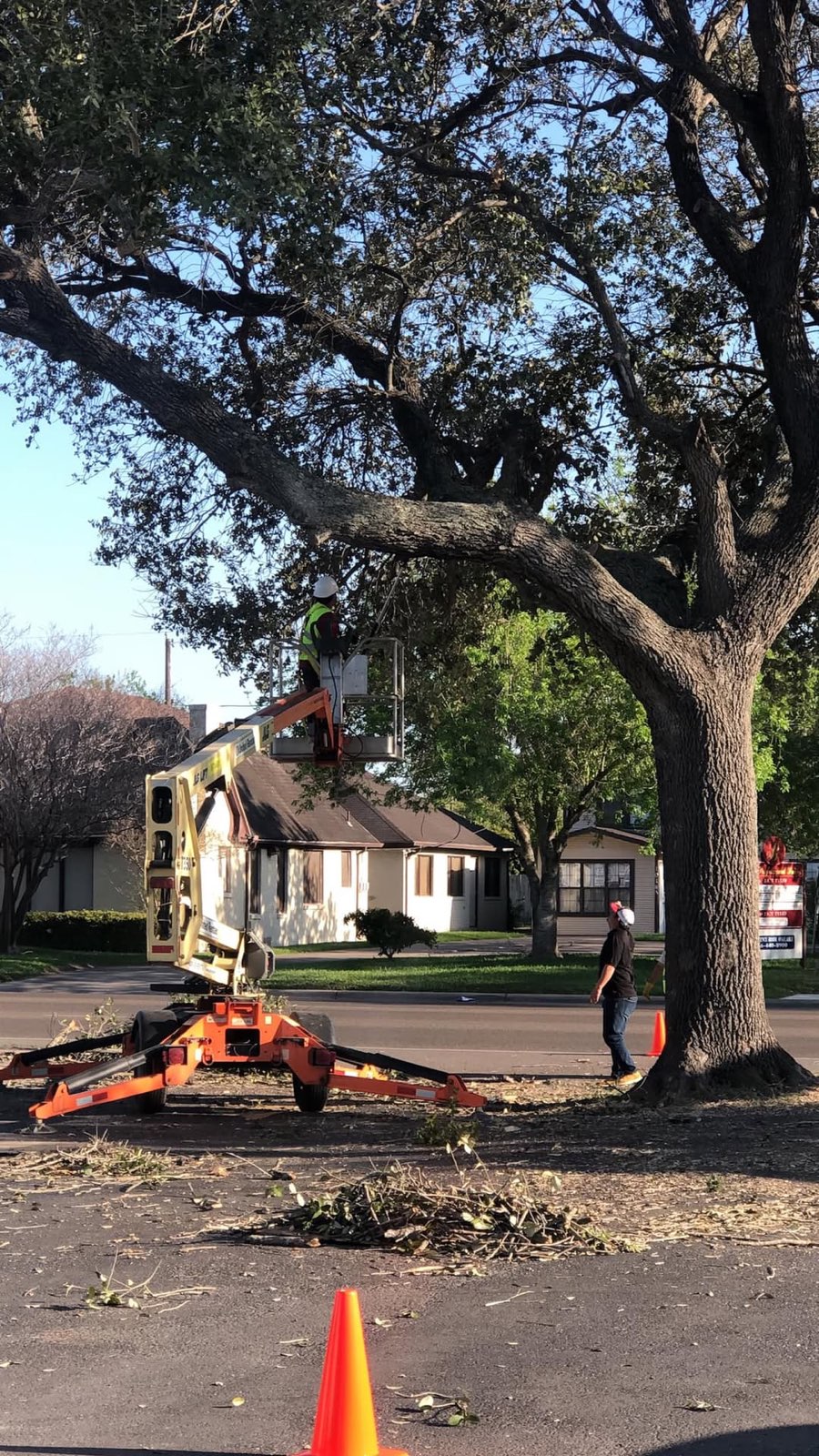 G-Uprooted Tree Services using a bucket lift to trim a large oak tree at a Harlingen property in the Rio Grande Valley