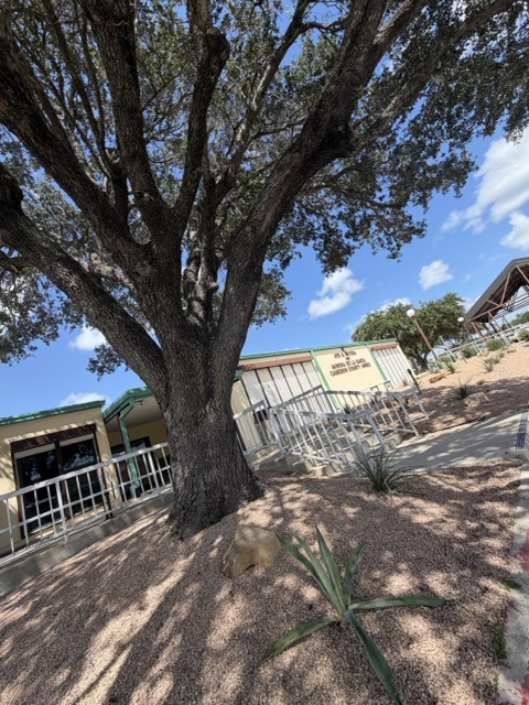A large mature live oak towering over a property in Harlingen, TX — the kind of big tree G-Uprooted Tree Services removes safely across the Rio Grande Valley