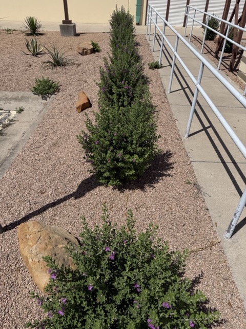 A clean, cleared landscape bed with fresh ground and tidy plantings after tree and stump work by G-Uprooted Tree Services in the Rio Grande Valley