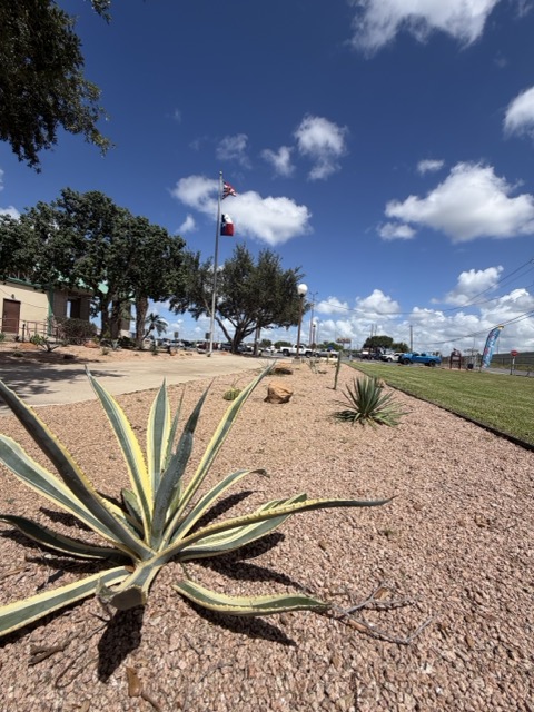 A Texas flag flying over open, well-kept grounds with native agave in Harlingen — G-Uprooted Tree Services is rooted right here in the Rio Grande Valley